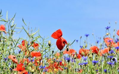 Rendre son jardin plus agréable à voir