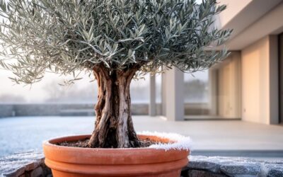 L’entretien d’un olivier en pot en hiver : comment gérer l’exposition à la lumière en intérieur